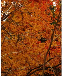 紅葉 | その他