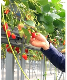 春香園 | その他