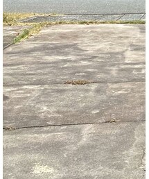 STONE ISLAND | パンツ