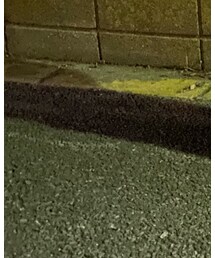 STREET | その他
