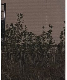 rag & bone | デニムパンツ