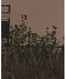 rag & bone | デニムパンツ