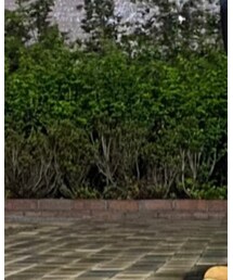 COMME des GARCONS | その他シューズ