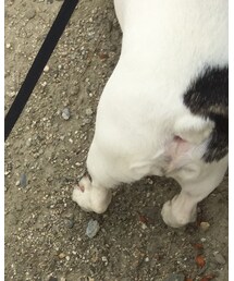 フレンチブルドッグ | その他