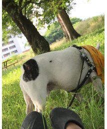 フレンチブルドッグ | その他