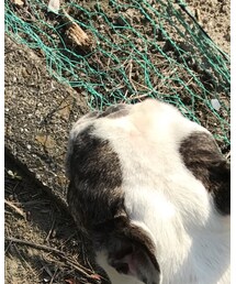 フレンチブルドッグ | その他