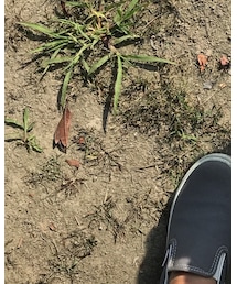 VANS | スリッポン