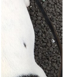 フレンチブルドッグ | その他