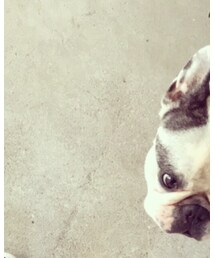 フレンチブルドッグ | その他