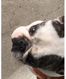 フレンチブルドッグ | その他