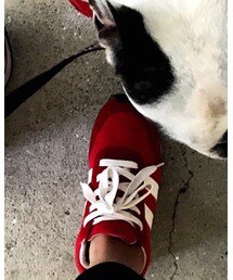 BROWNY | スニーカー