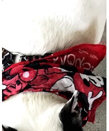 フレンチブルドッグ | その他