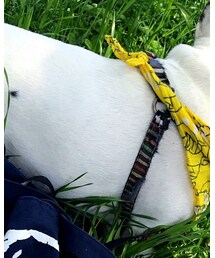 フレンチブルドッグ | その他