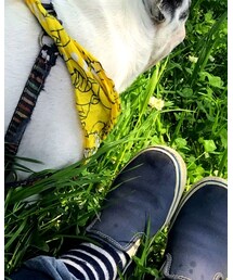 VANS | スリッポン