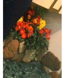 しまむら | デニムパンツ