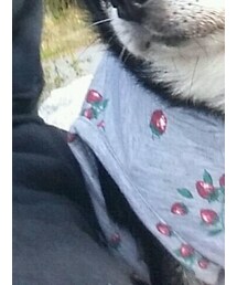 OLIVE des OLIVE | パーカー