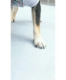 OLIVE des OLIVE | パーカー