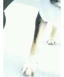 OLIVE des OLIVE | パーカー