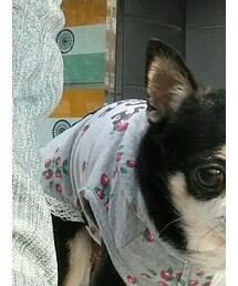 OLIVE des OLIVE | パーカー