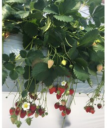 いちご狩り | その他