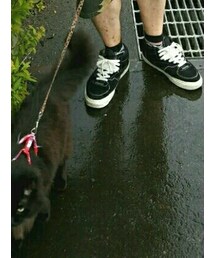 VANS | スニーカー