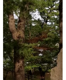 NEW ERA | キャップ