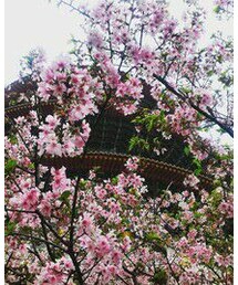 さくら | 天元宮的吉野櫻(その他)