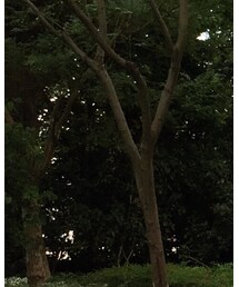 PRADA | サングラス