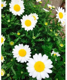 お花さん②♡ | その他