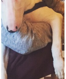 Hollister | ブルゾン