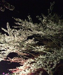 夜桜さん♡ | 夜桜さん♡

(その他)