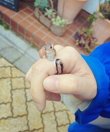 ブランド不明 | リング