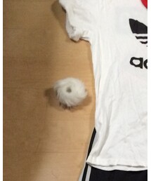 WEGO | ブレスレット