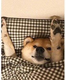 lirere | 🐷🐷初次报到嘿嘿(その他)