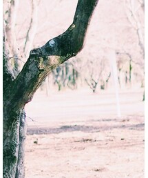 marimekko | Tシャツ/カットソー