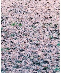 Repetto | シューズ