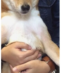 shibainu | その他