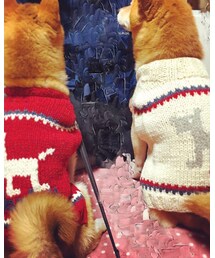 DOG DEPT | 実はかんたとお揃い(ニット/セーター)