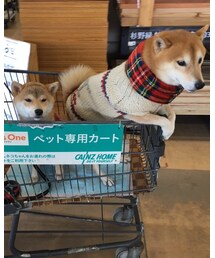 今日は勘太とショッピング | その他