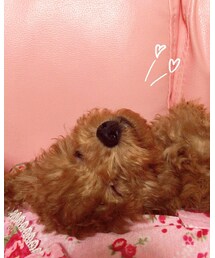 寝てる？それとも笑ってる¿ | その他