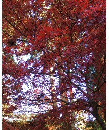 紅葉 | その他