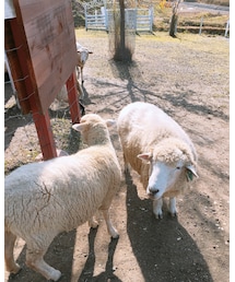 🐑 | その他