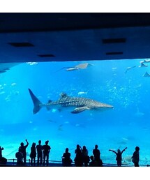 ジンベエザメ(その他)