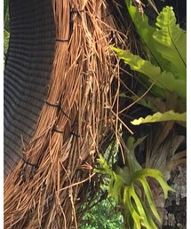 YECCA VECCA | ベルト