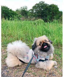 今日のチャチャ🐾 | その他