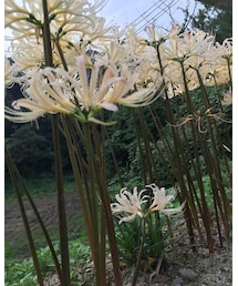 白い彼岸花😳 | その他