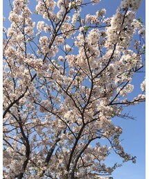 通勤途中の桜🌸 | その他