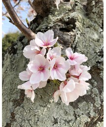 🌸 | その他