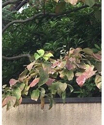 no brand | ハンチング/ベレー帽