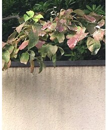 SENSE OF PLACE by URBAN RESEARCH | ニット/セーター